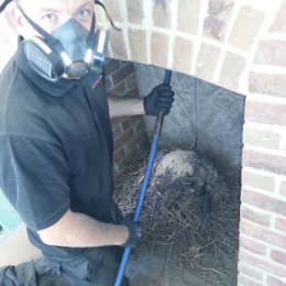 Chimney Sweeping - Removing a Jackdaw Nest