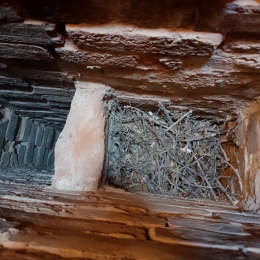 Jackdaw Nest within a Chimney